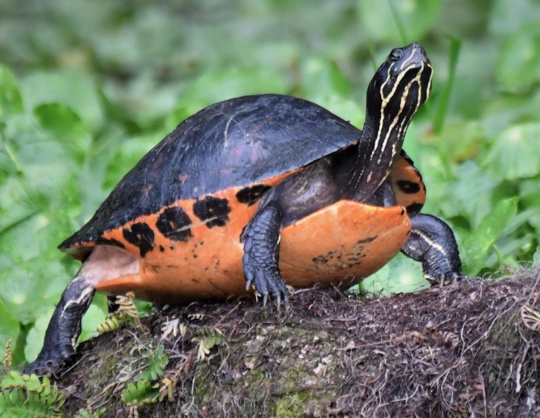 Happy World Turtle Day! Turtles Can Learn From Each Other – Dana L. Church